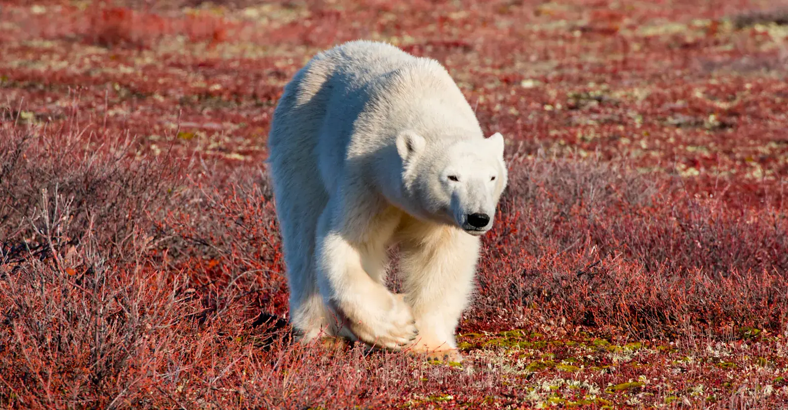 Polar bear walking across red autumn tundra, Churchill, Manitoba