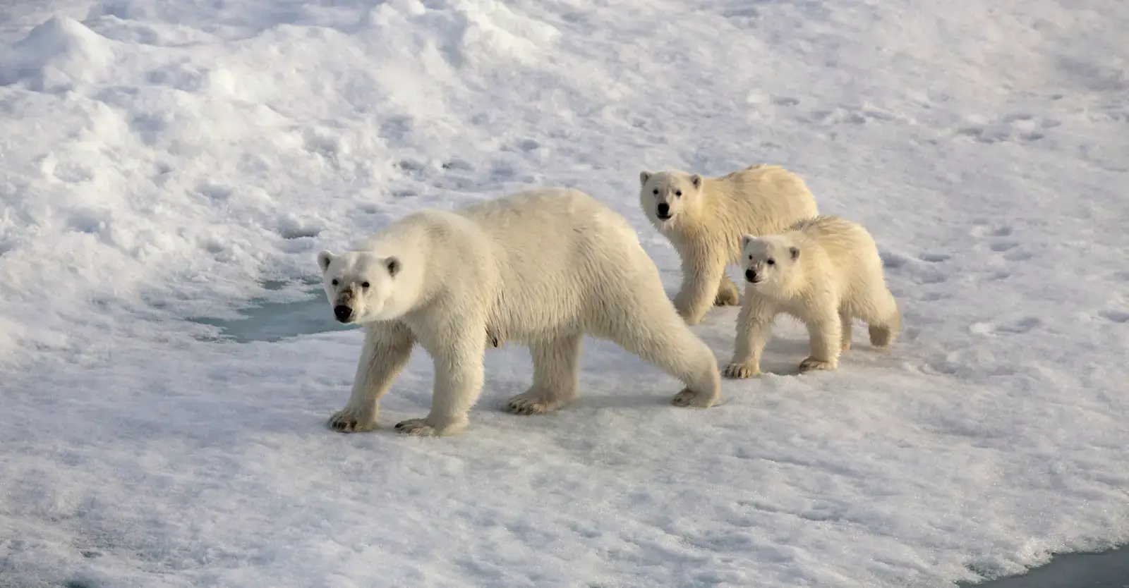 Polar bear mother with two cubs on the sea ice, Churchill, Manitoba