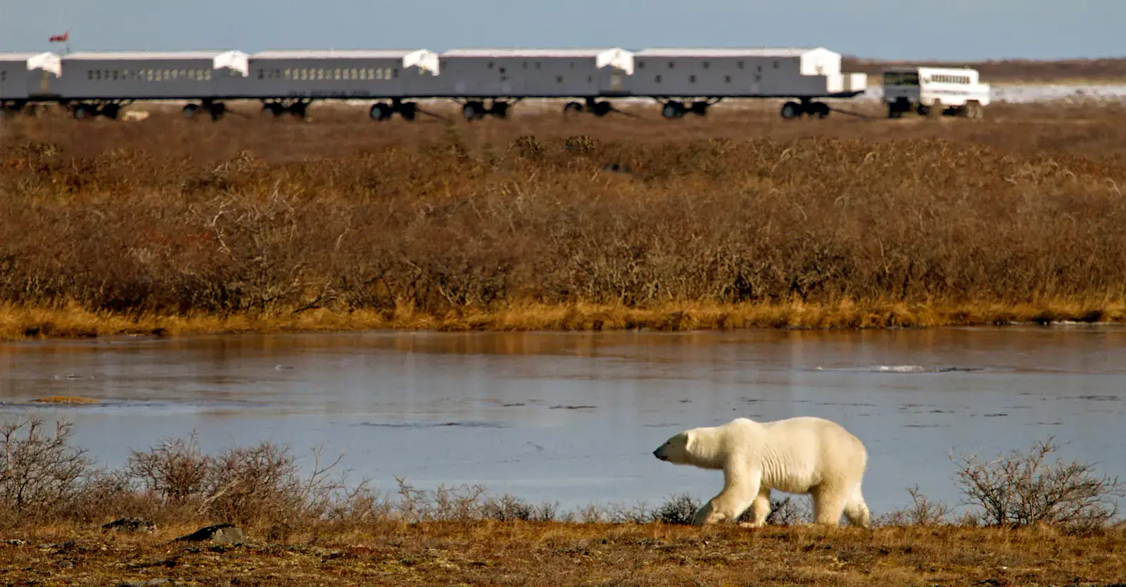 Polar bear walking past the private Tundra Lodge, Churchill, Manitoba