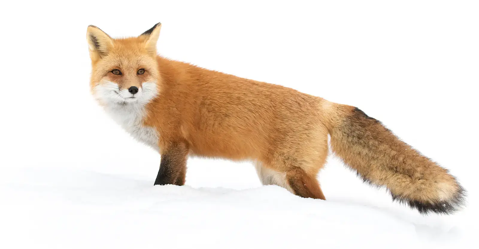Red fox in fresh snow on the Churchill tundra, Manitoba