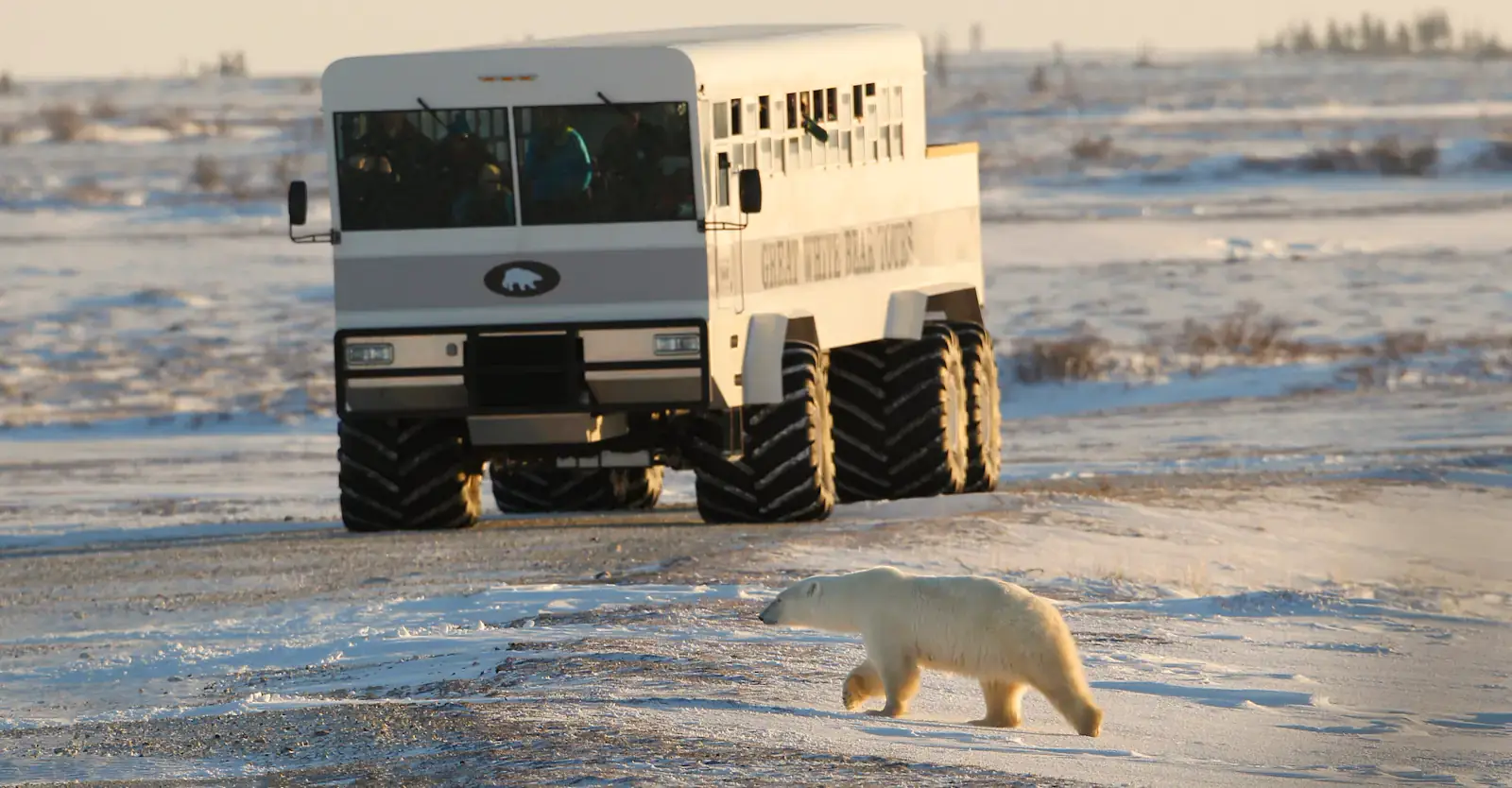Polar bear crossing in front of a Polar Rover, Churchill, Manitoba